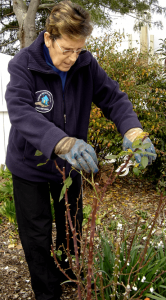 seasonal gardening